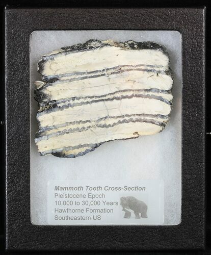 Mammoth Molar Slice With Case - South Carolina #58309